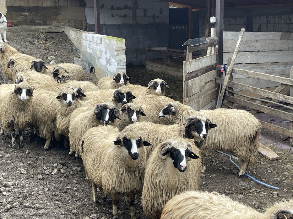 Oi de vanzare(noateni)