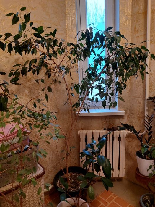 Фикус Бенджамина 1,60 см