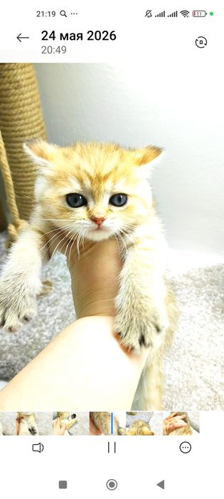 котик БритАнскИй 2 мес
