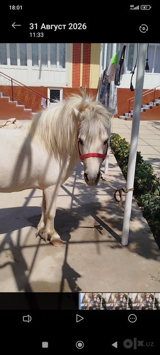 Пони  /  Poni sotiladi