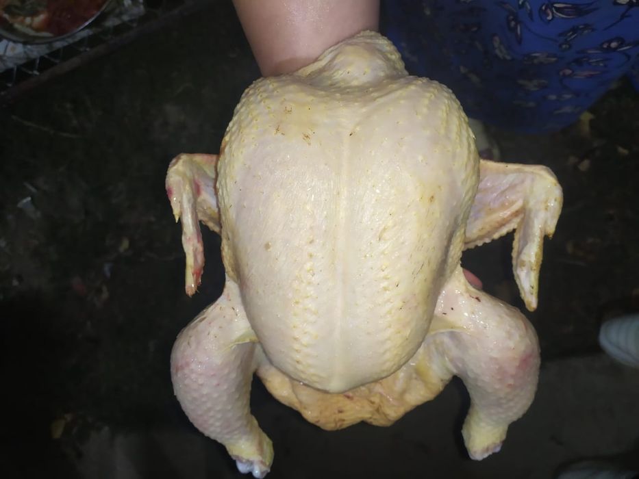 Куриные тушки бройлера