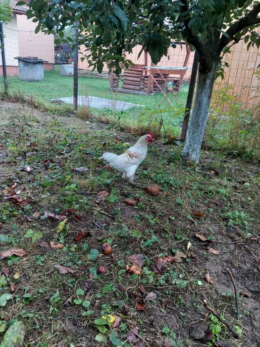 Cocoși mii de flori