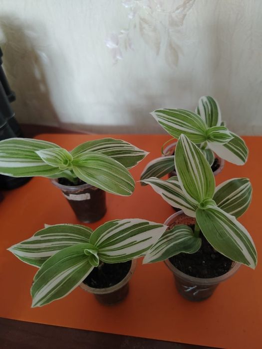 Продам комнатные цветы