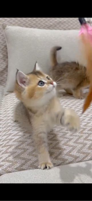 Продаются котята золотая шиншилла