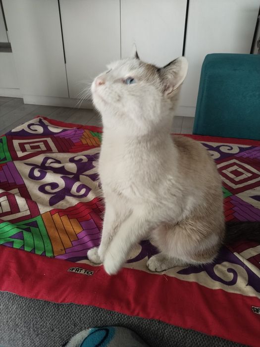 Отдам котика в добрые руки