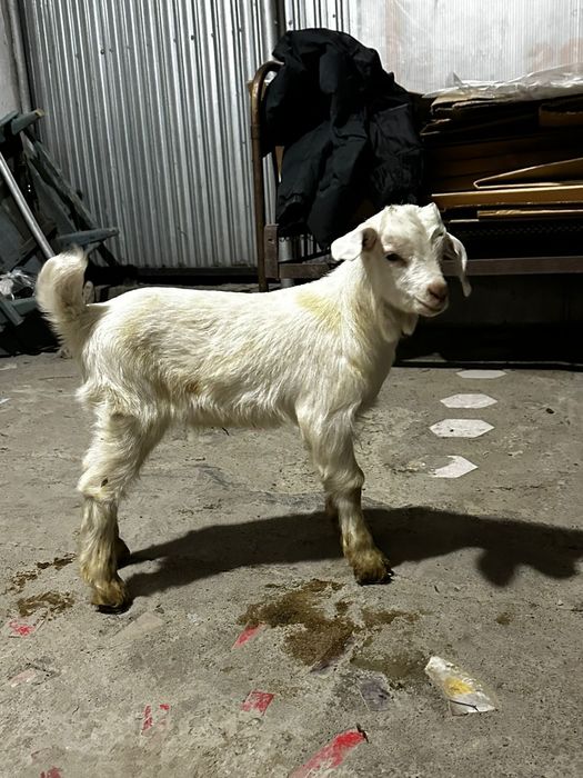 Заненскии козляти продам заненскии еркек лақтар сатылады