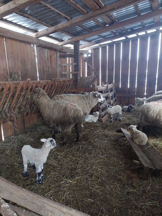 Vând 8 oi cu tot cu miei