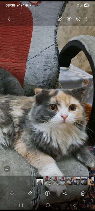 Продается котенок девочка