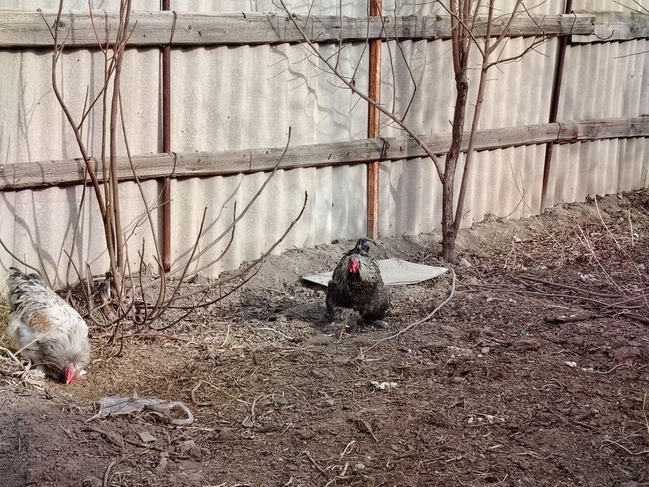 Петухи брама.(Цена договарная)