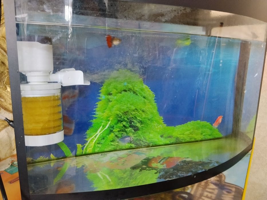 Аквариум 30л баликлари билан