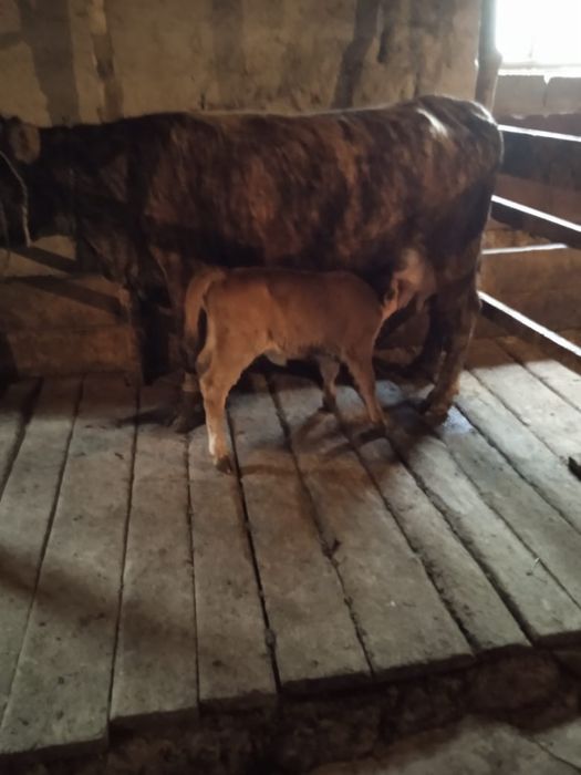 Дойная корова с теленком