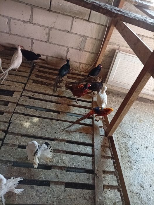 Vând fazani comuni..albi..auriu pe rosu tenebros