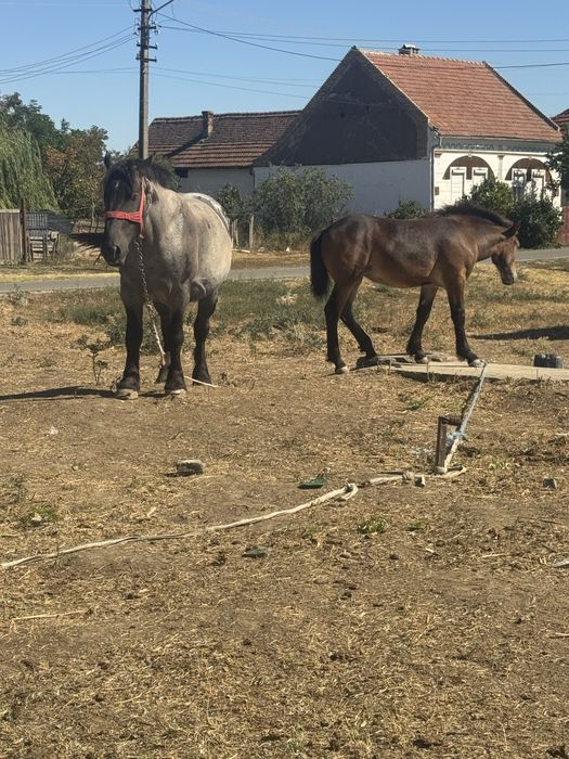Caii de vanzare judetul arad