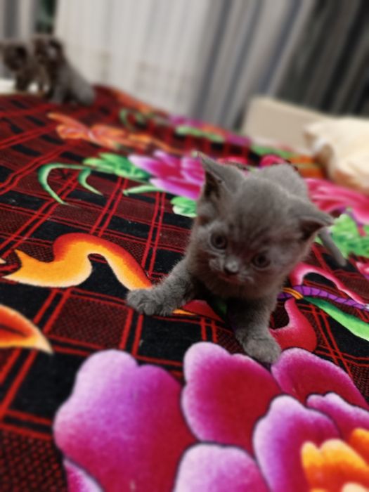 Продам котят британцев