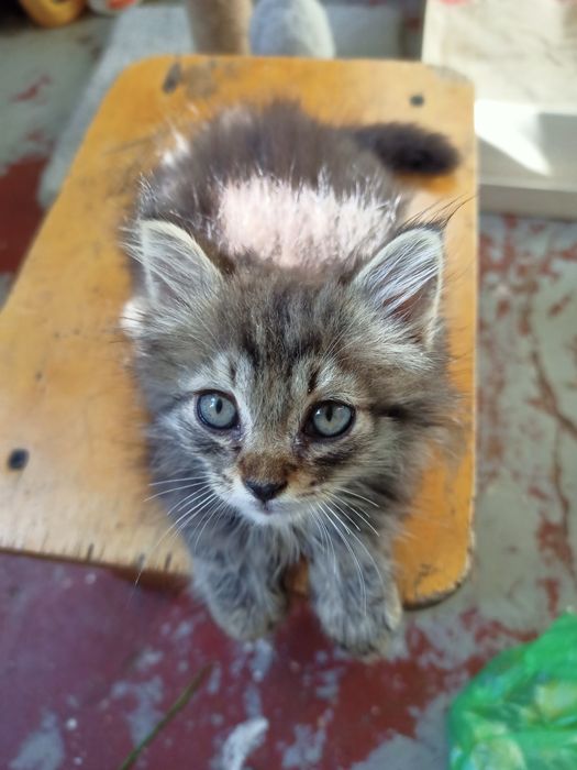Котята пушистики