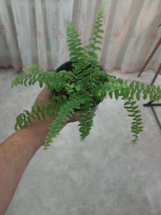 Комнатные растюхи