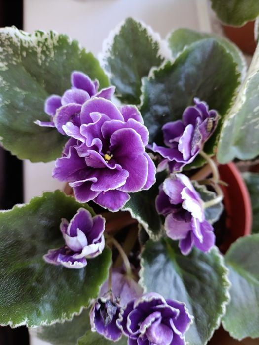 Цветы комнатные от 990 тенге