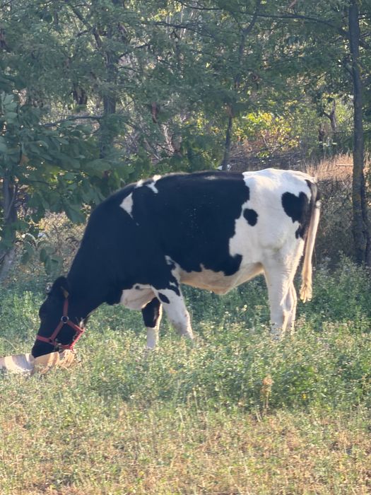Vând vaca montată!