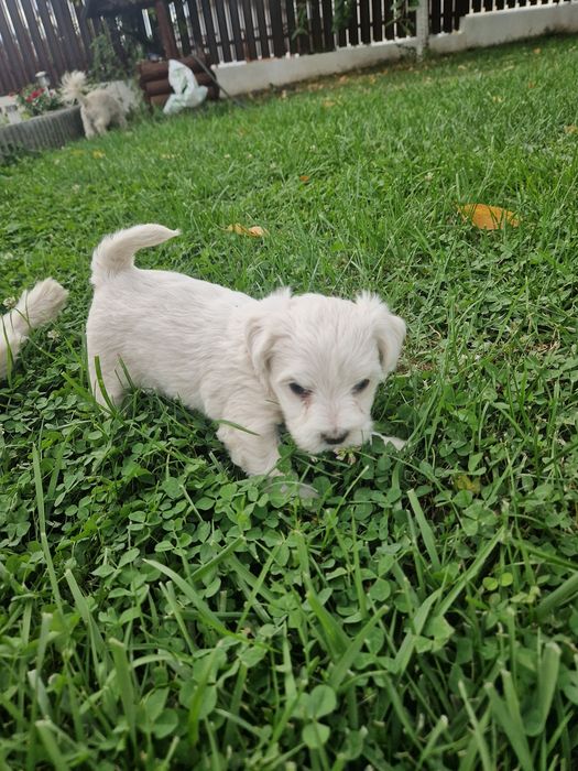 Bichon Maltez de vânzare