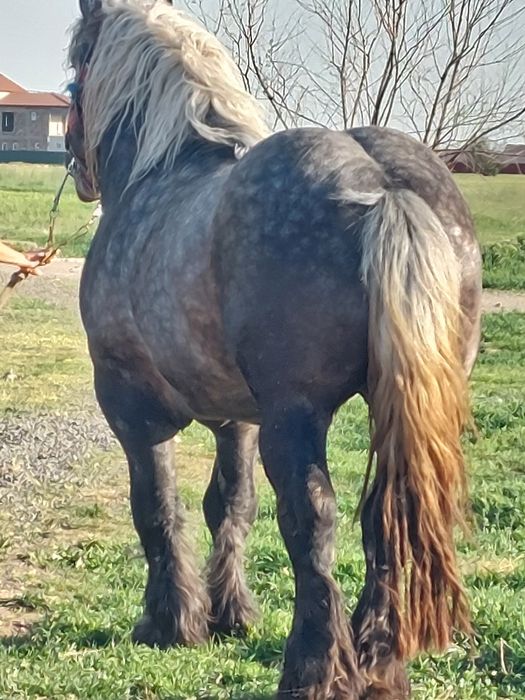 Armăsar sur de montă.armăsaru este cu genetică bună!