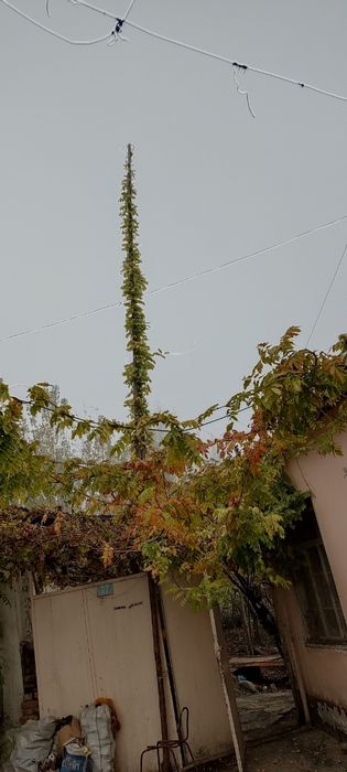 Gilitsina guli optom