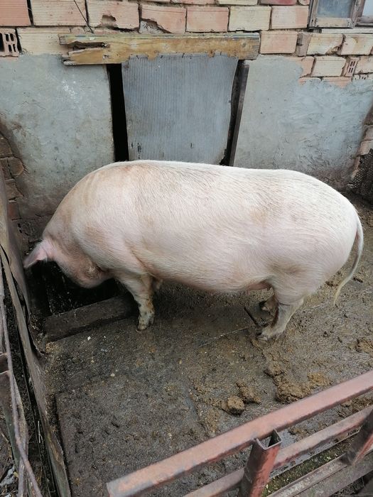 Продавам бременна свиня