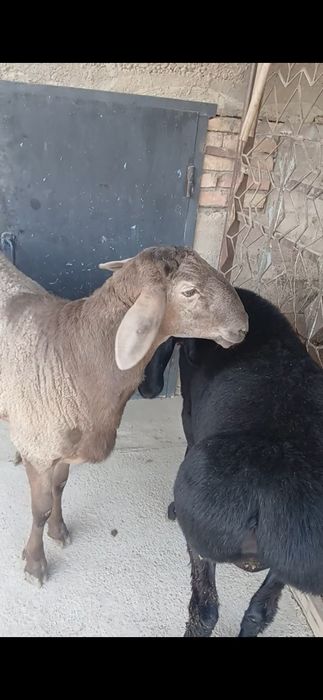 Qochqor sotiladi