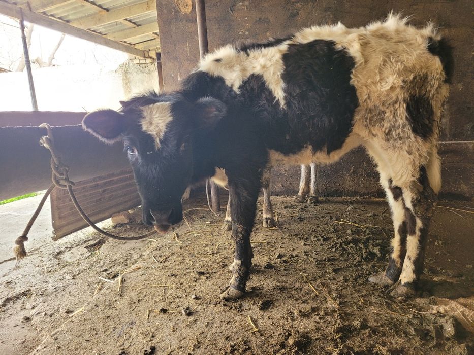 Гуложин сотилади срочно