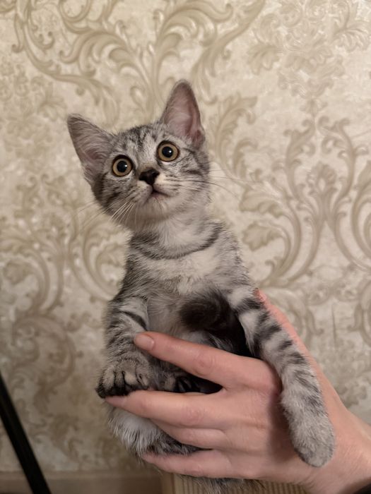 Отдам даром котенка