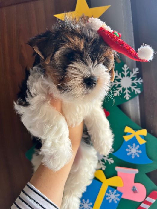 Продава се породисто кученце Бивер Йорк (Biewer Yorkshire Terrier)