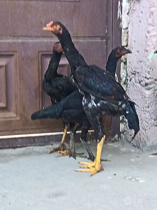 Байцовый карис жожалар