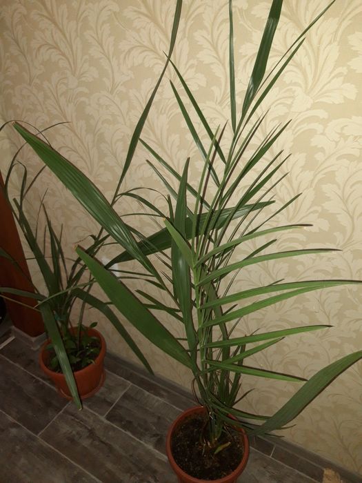 Финиковое дерево. Финиковый куст.