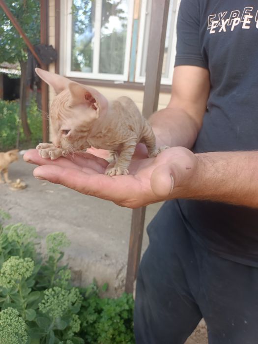 Котёнок корниш-рекс