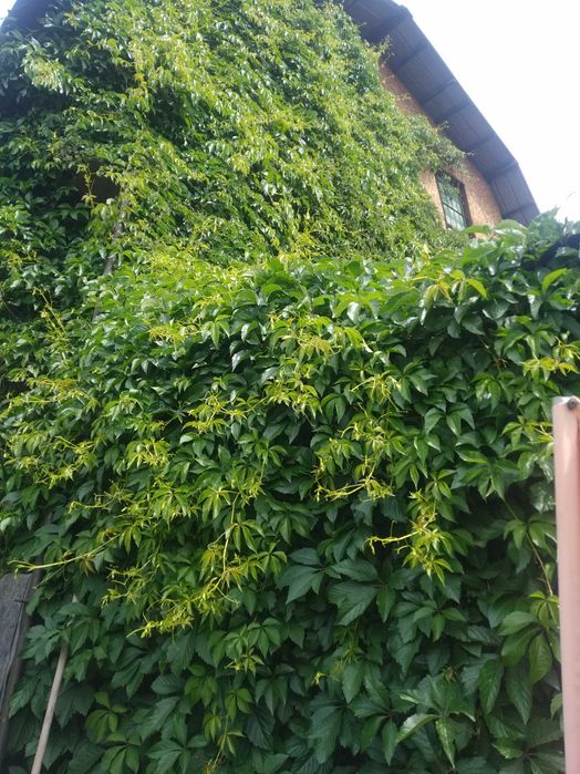 Дикий виноград саженцы