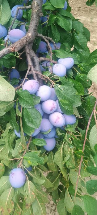 Prune de vanzare