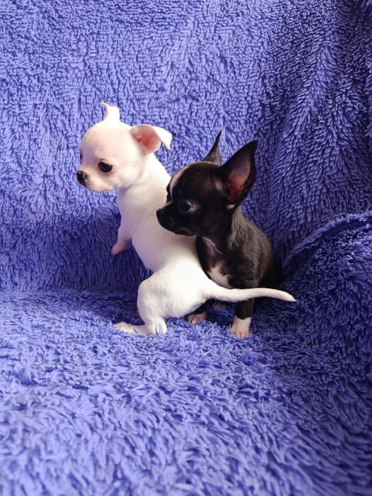 Чихуахуа мини щенки