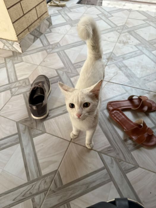 Котенки белая и шоколадная