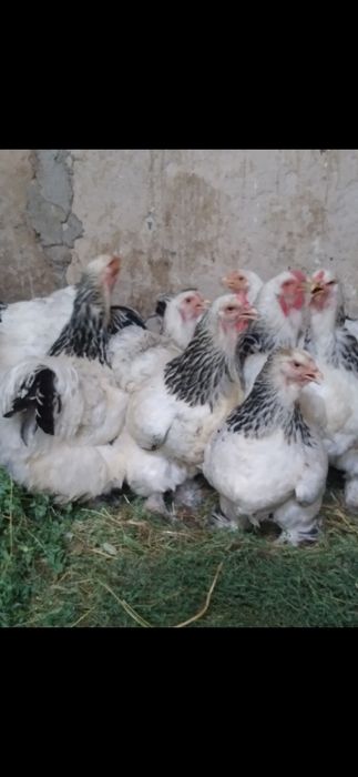 Продам домашних курей брама и.тд