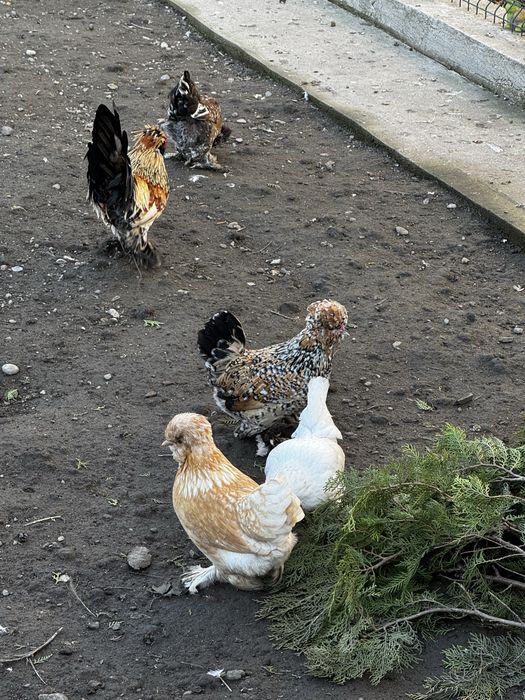 оплодени яйца за люпене порода шабо и струмски бантам