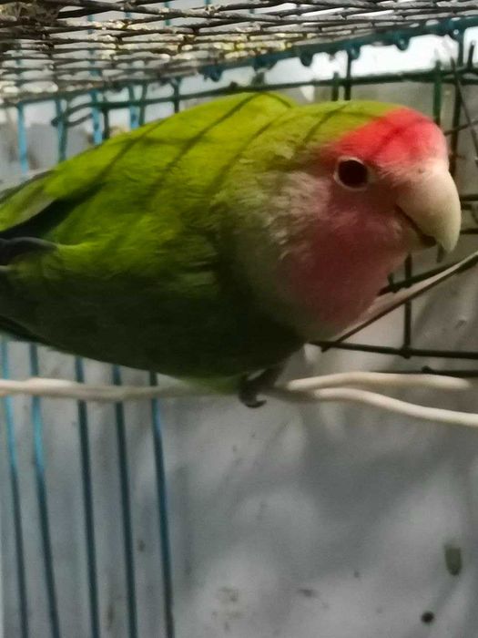 Попугай неразлучник