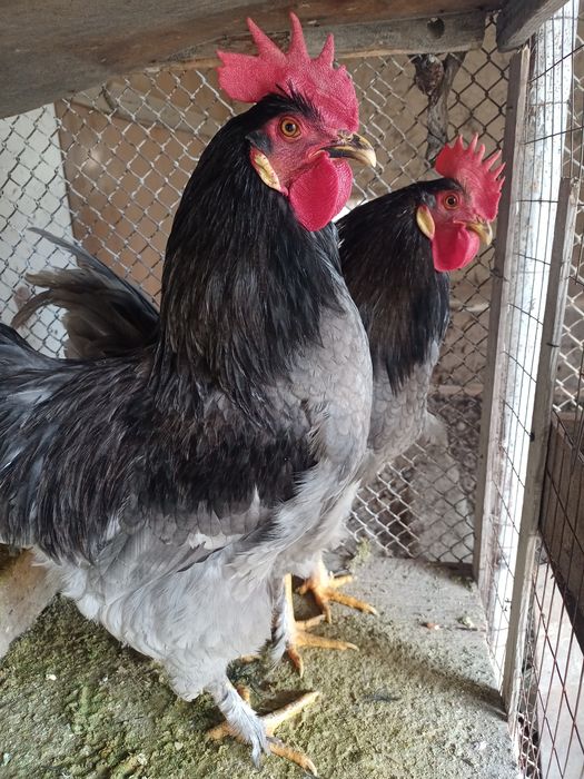 Хўрозлар сотилади