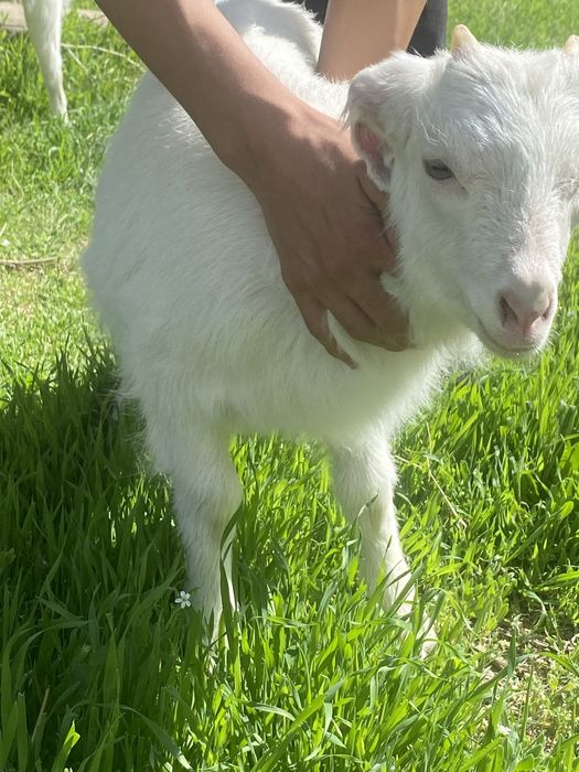 ешкі лағымен бірге