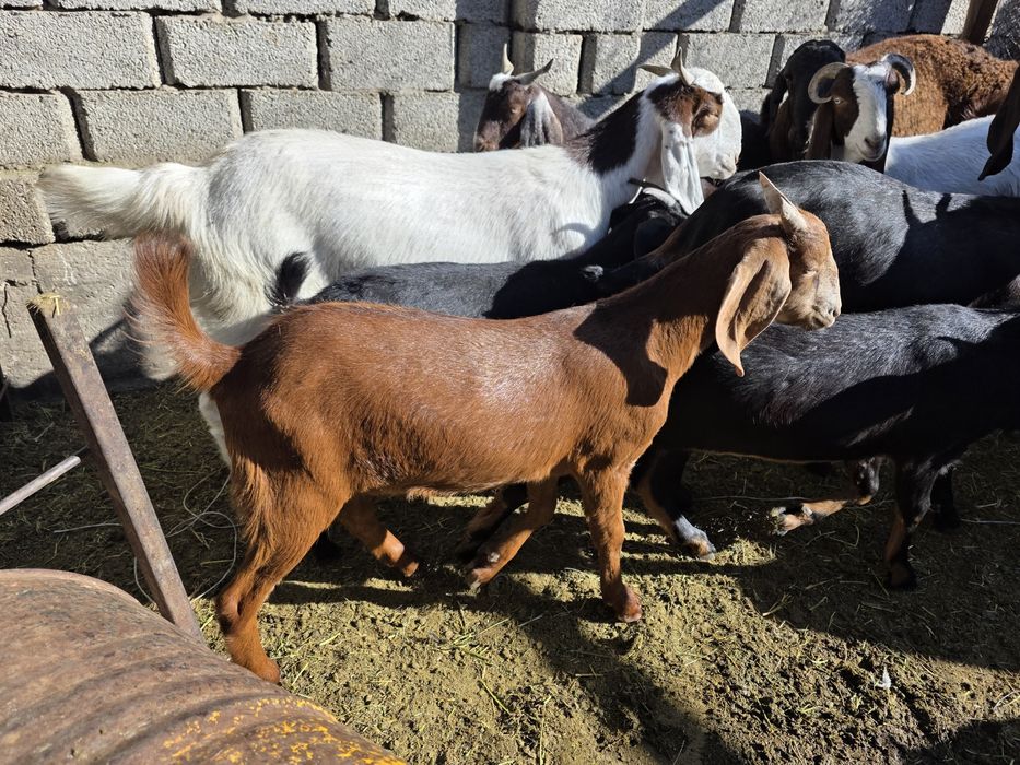 Теке лақ бес жарым айлық