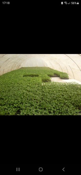 Rasaduri legume( Roșii Ardei Vinete Castraveți )