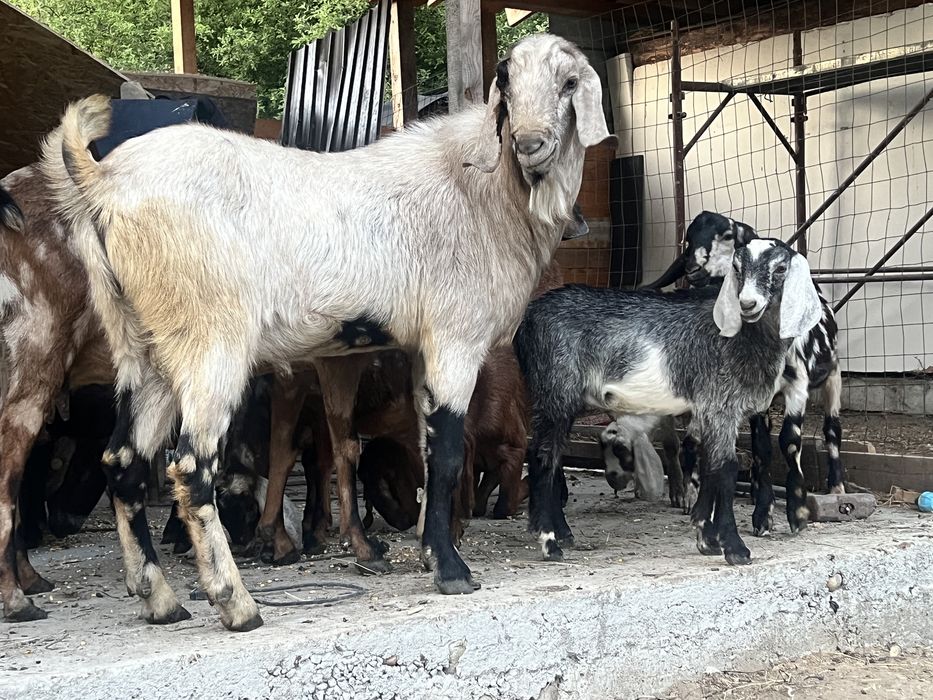 Tap anglonubian rasa pura