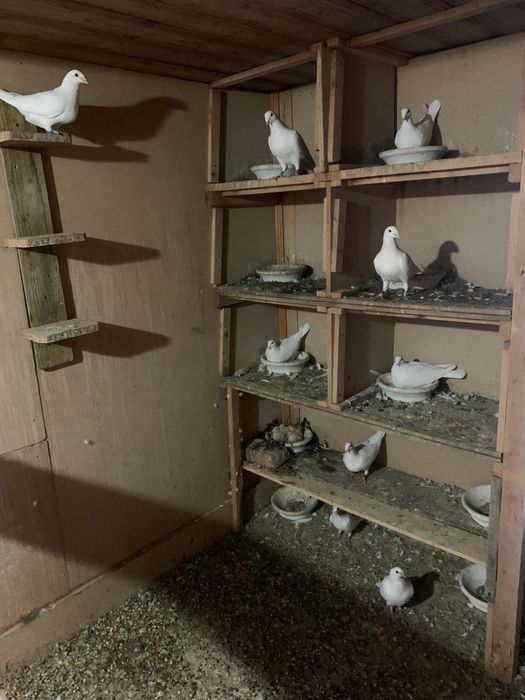 Porumbei  voiajori germani