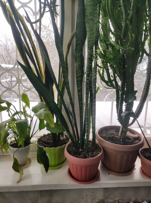 Цветок сансевиерия