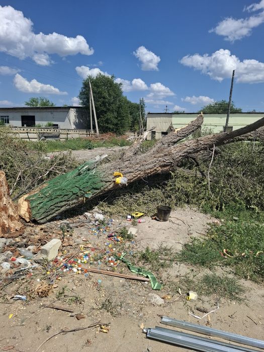 Дерево бесплатно ағаш тегін