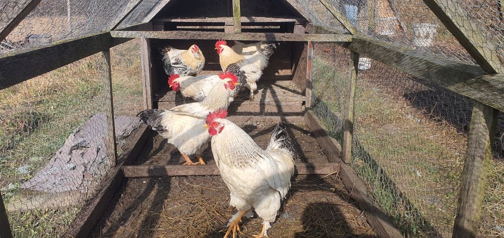 Cocosi din 2025, 1 cocos schimb