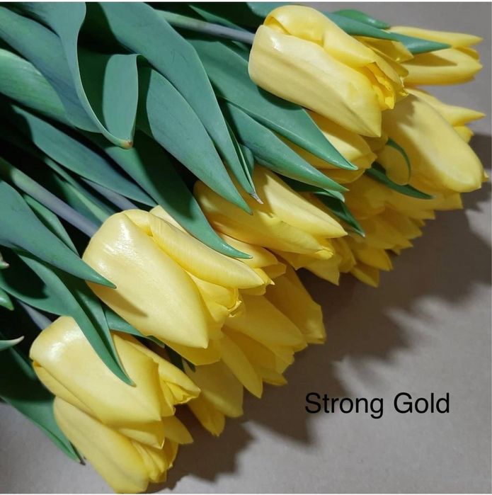 Тюльпаны премимум класса на 8 марта!